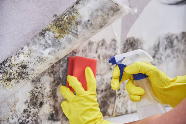 Best Emergency Mold Remediation  in Harrison, NY